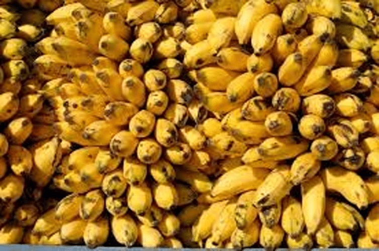 bananas expose a cold problem