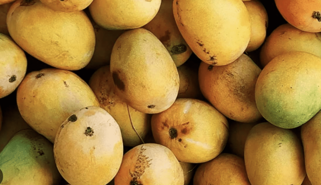 fruit ripening during mango season