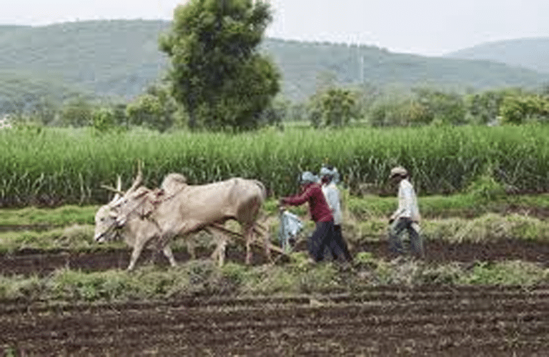 rural workers remain almost flat in May